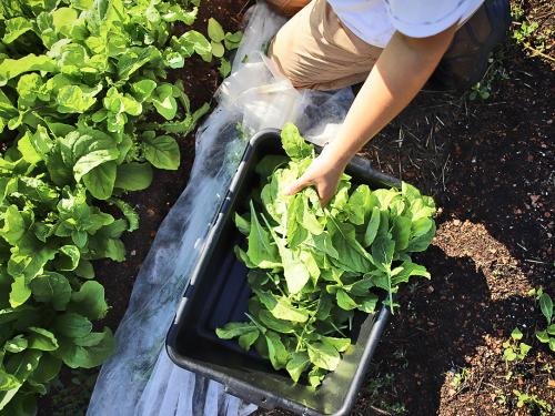 Harvesting lettuce